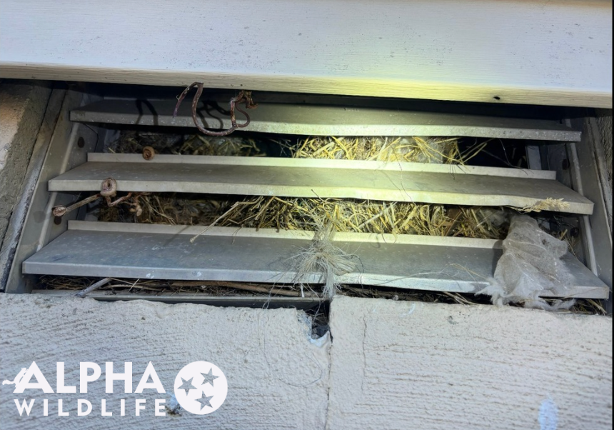 rodent nesting materials inside a vent
