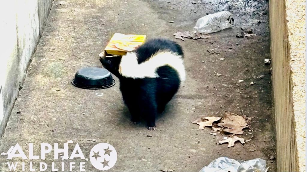 skunk in an alley