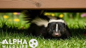 skunk under the deck