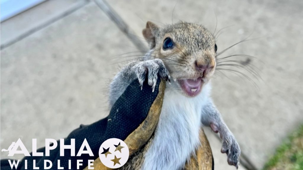 squirrel being humanely removed from home