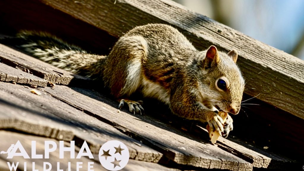 squirrel eating in an attic