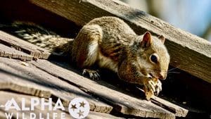 Squirrel eating on a roof