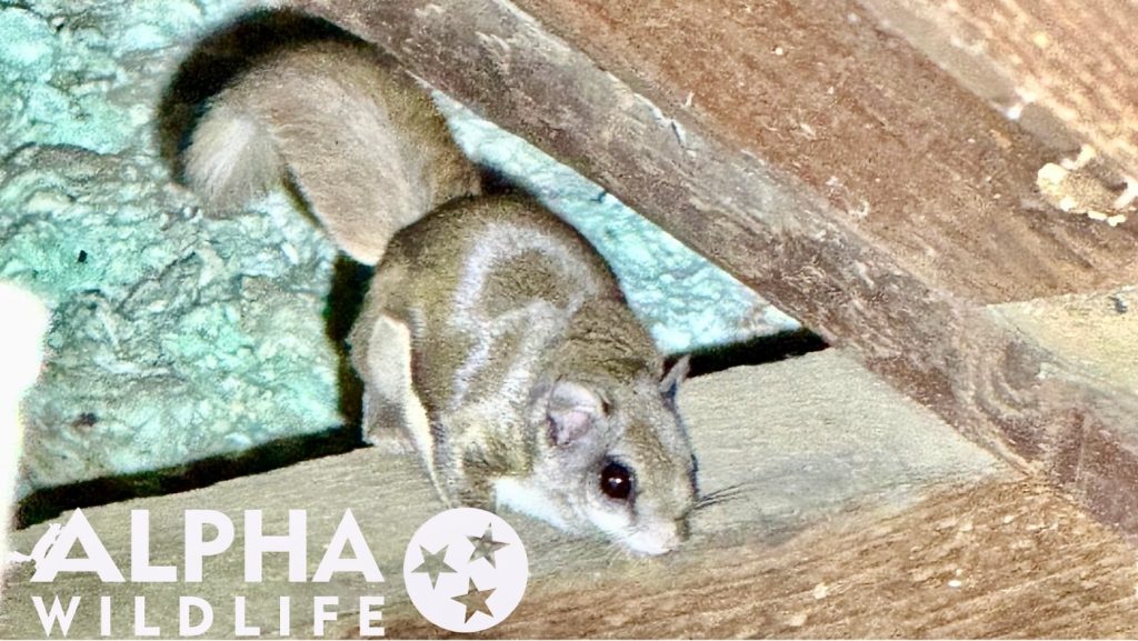 squirrel in home attic