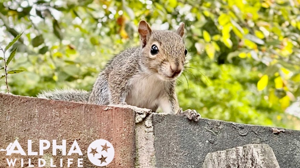 squirrel on a brink wall squirrel on a brink wall