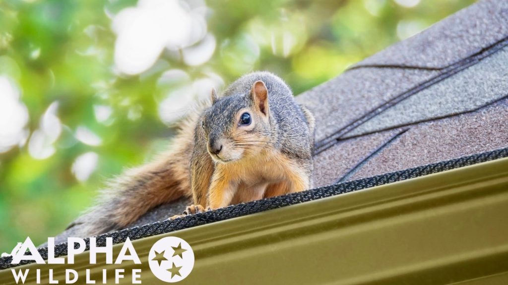 squirrel on a roof