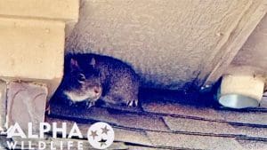 squirrel on roof of home
