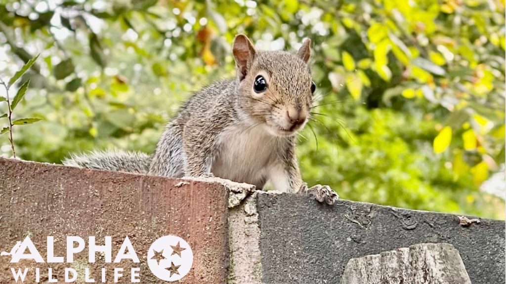 squirrel standing on a brick wall