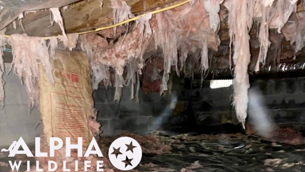 wildlife damage to crawl space