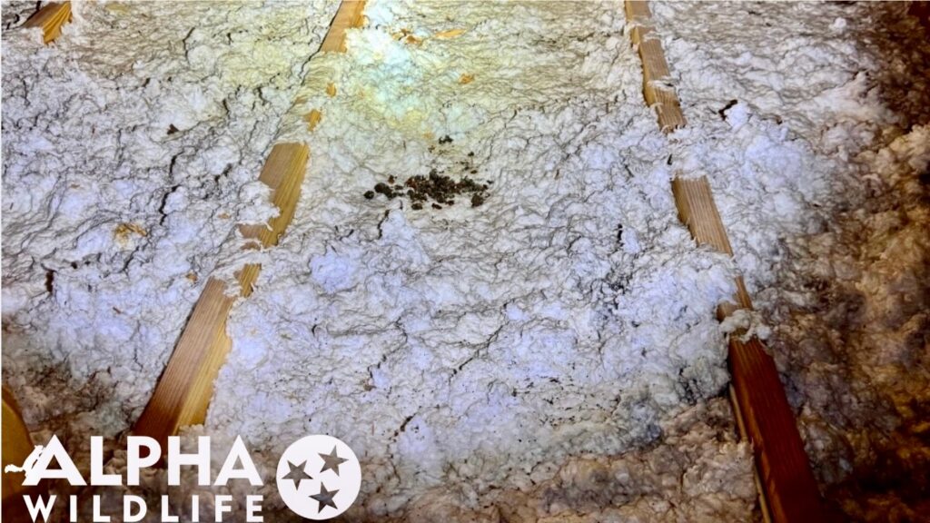 attic animal tracks