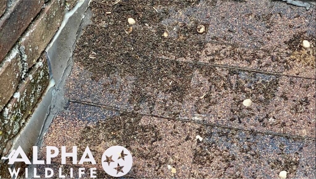 bat droppings outside of home 1024x579 1 bat droppings outside of home 1024x579 1