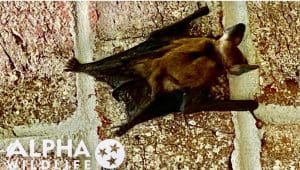 bat outside house
