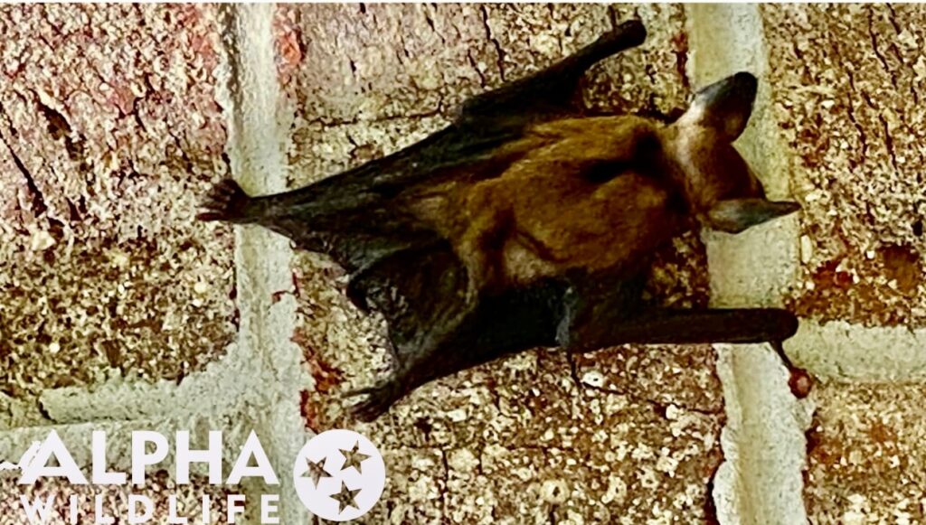 bat on the side of a house 1024x581 1 bat on the side of a house 1024x581 1