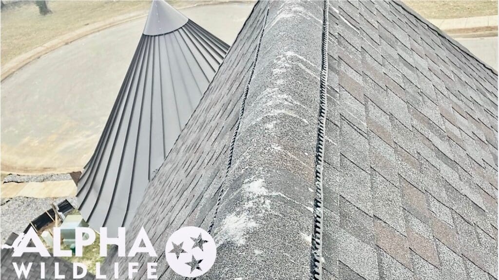 Bird droppings on roof of house in Farragut TN