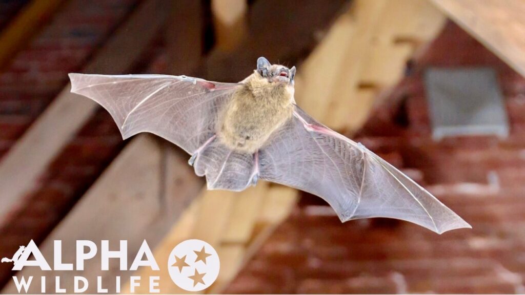 little brown bat in attic 1024x576 1