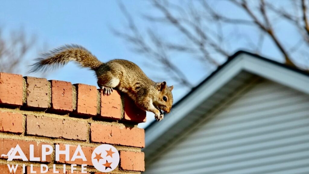 squirrel in louisville