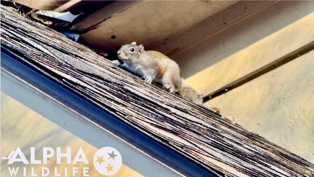 squirrel on home