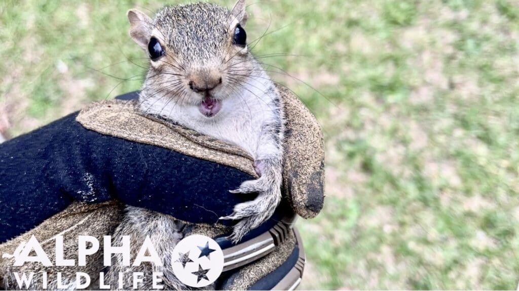 Squirrel removal in Powell TN