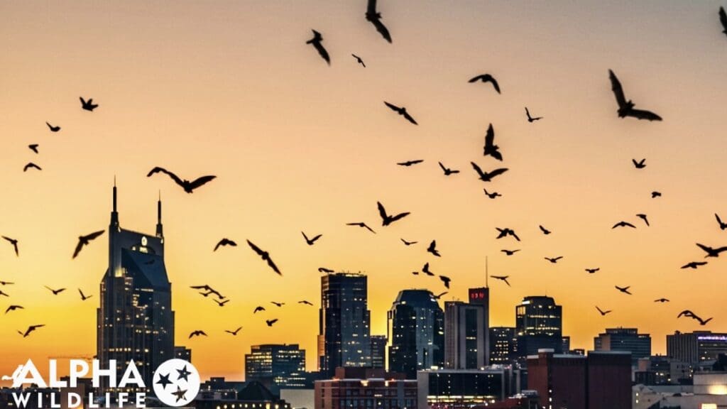 Bats flying in Nashville TN