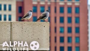 Bird on the roof of a commercial building