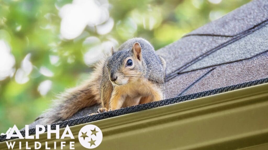 Squirrel on the roof