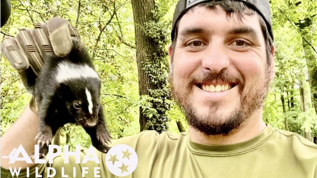 Skunk removal in Spring Hill, TN