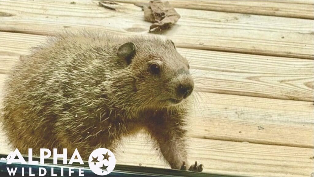 Groundhog removed from deck in Smyrna, TN