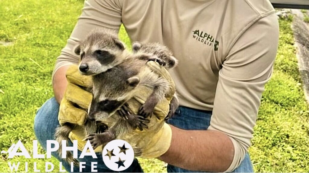 Humane raccoon removal in Chattanooga TN