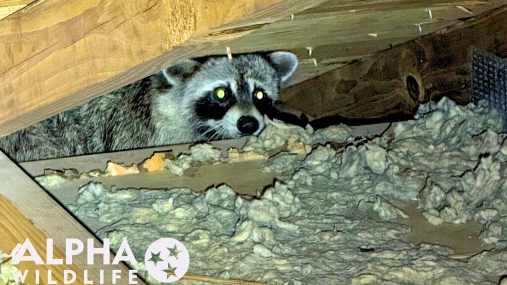 raccoon in attic