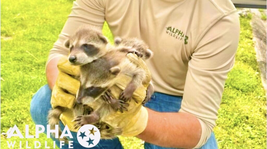 Raccoons being humanely removed