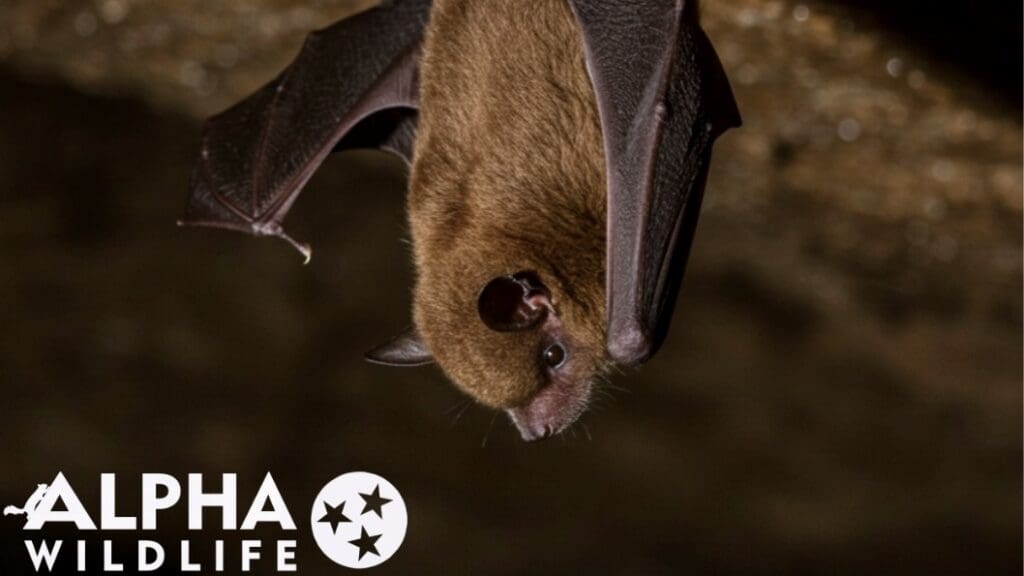 Bat in attic