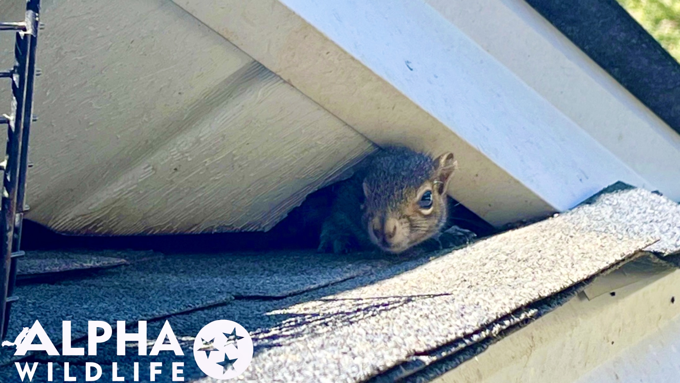 Squirrel removal from roof in Franklin TN