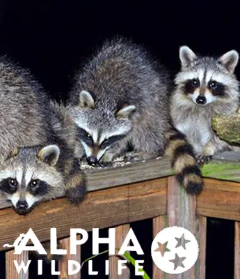 Common Wildlife in Columbia