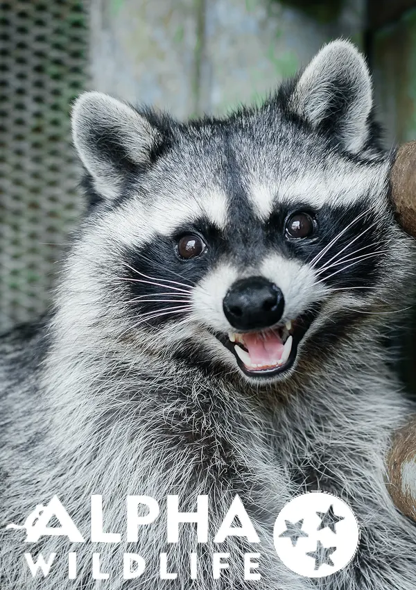 Raccoon removal from yard in Lexington, SC