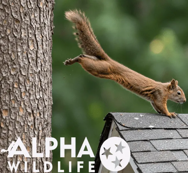 When to Call for Squirrel Pest Control