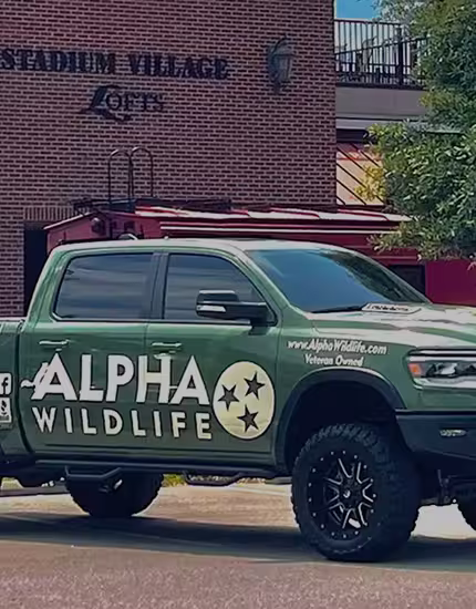 Raccoon & Squirrel Removal in Columbia SC