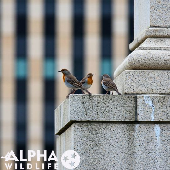 birds on the ledge of a building in Nashville TN