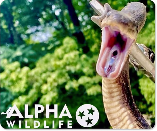 signs of snake infestation in columbia, sc