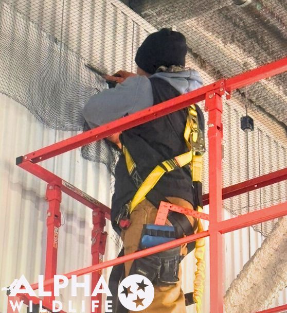 Bird netting being installed in commercial building by Alpha Wildlife