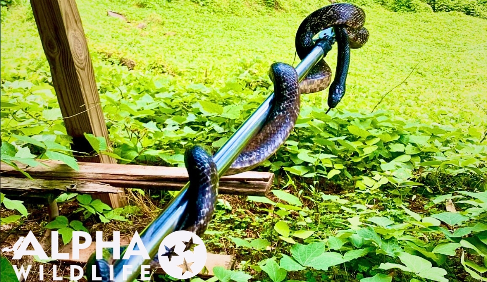 Snake removal Columbia SC