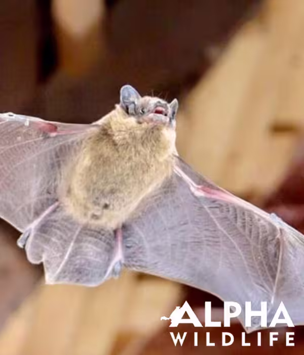 bat removal services in knoxville tn