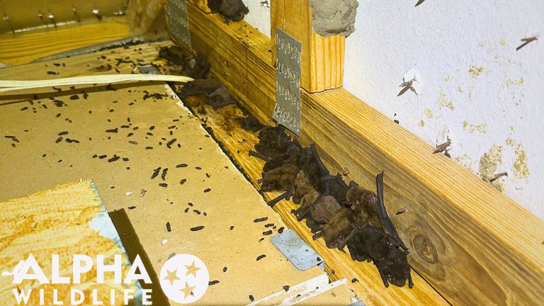 Chattanooga bat removal from attic