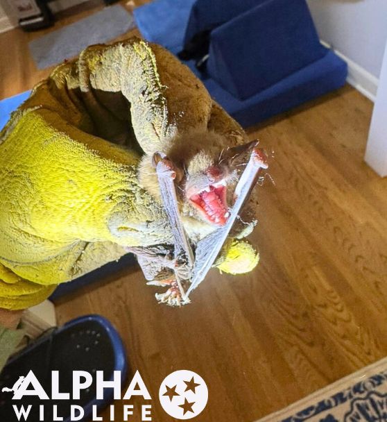 Humane bat removal Columbia SC