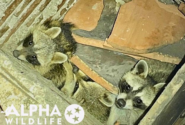 Knoxville raccoon removal from inside home