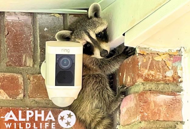 raccoon removal from Memphis TN