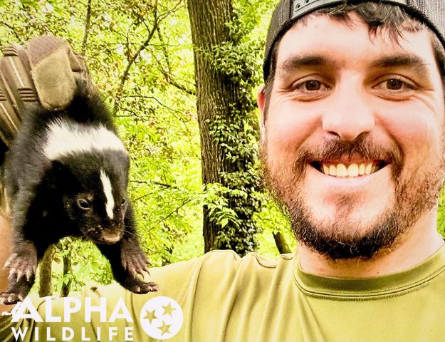 humane skunk removal by Alpha Wildlife Technician