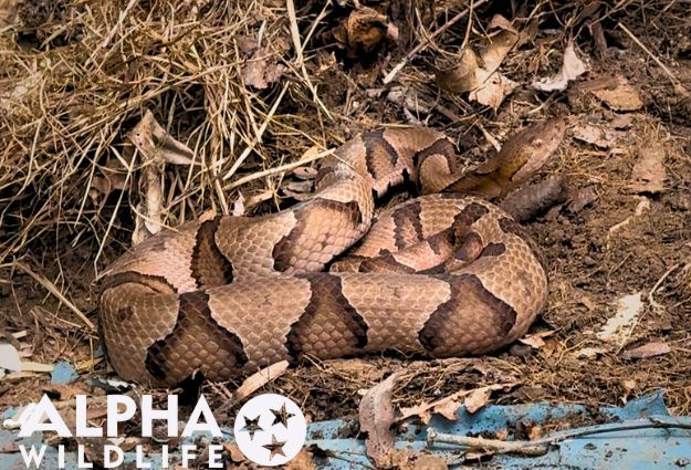 snake removal from backyard in Collierville TN