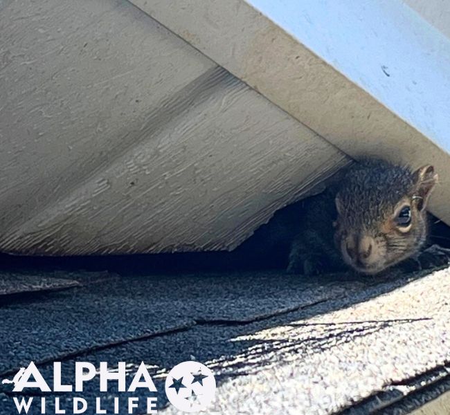 squirrel removal from roof