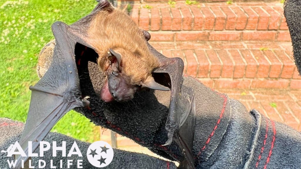 Bat Removal Germantown TN