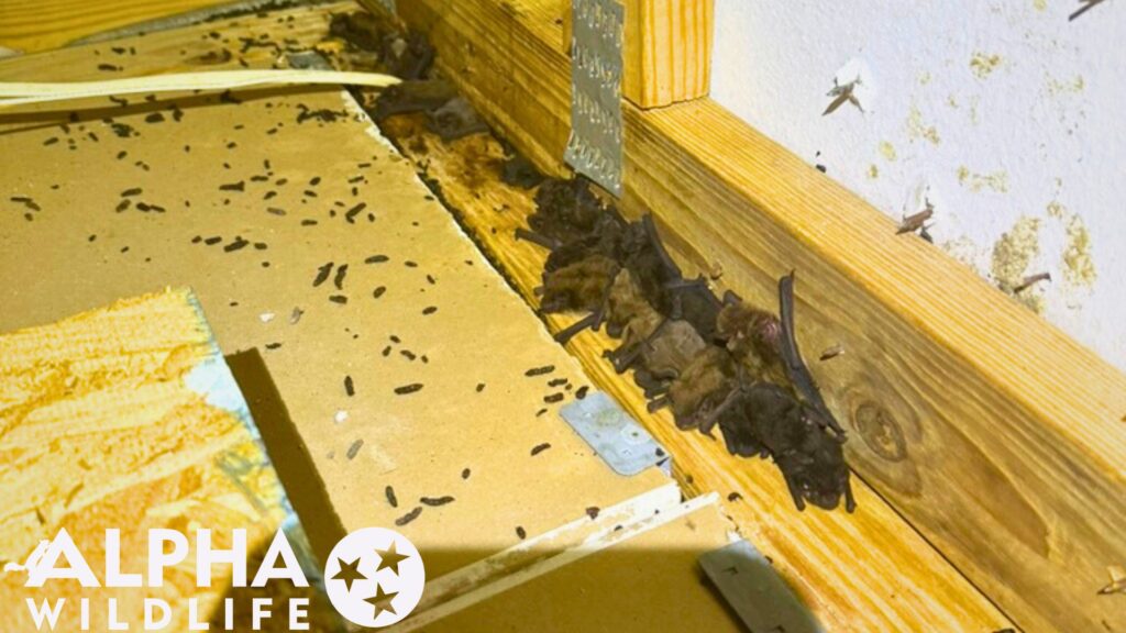 Bat colony in attic