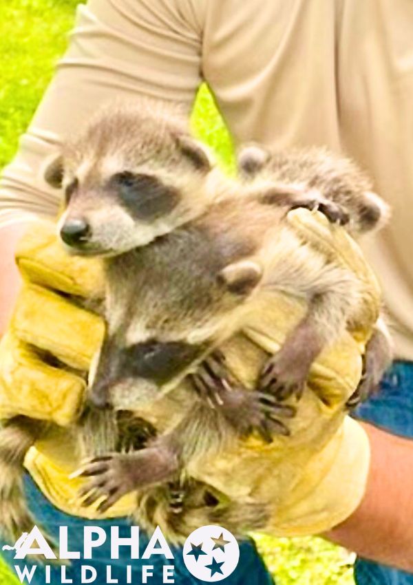 Columbia raccoon removal services